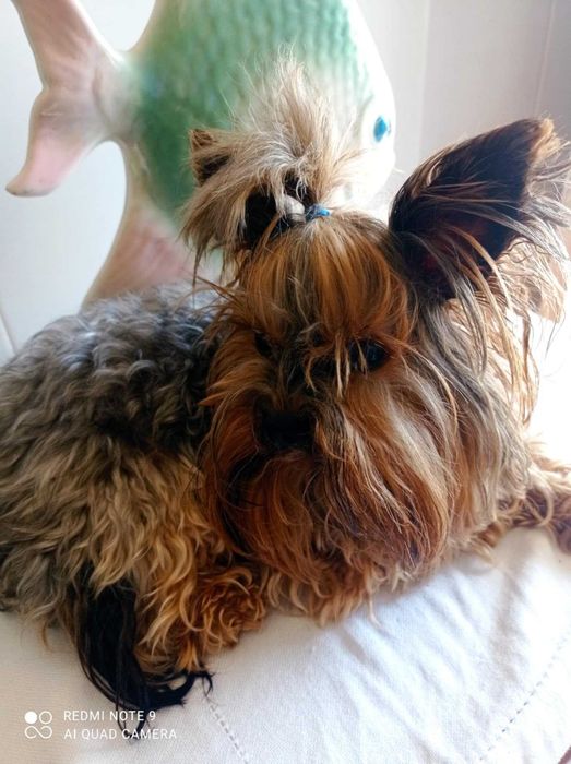 Menina Yorkshire Chocolate Mini de Qualidade