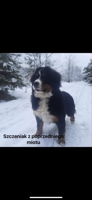 Berneński pies pasterski do rezerwacji