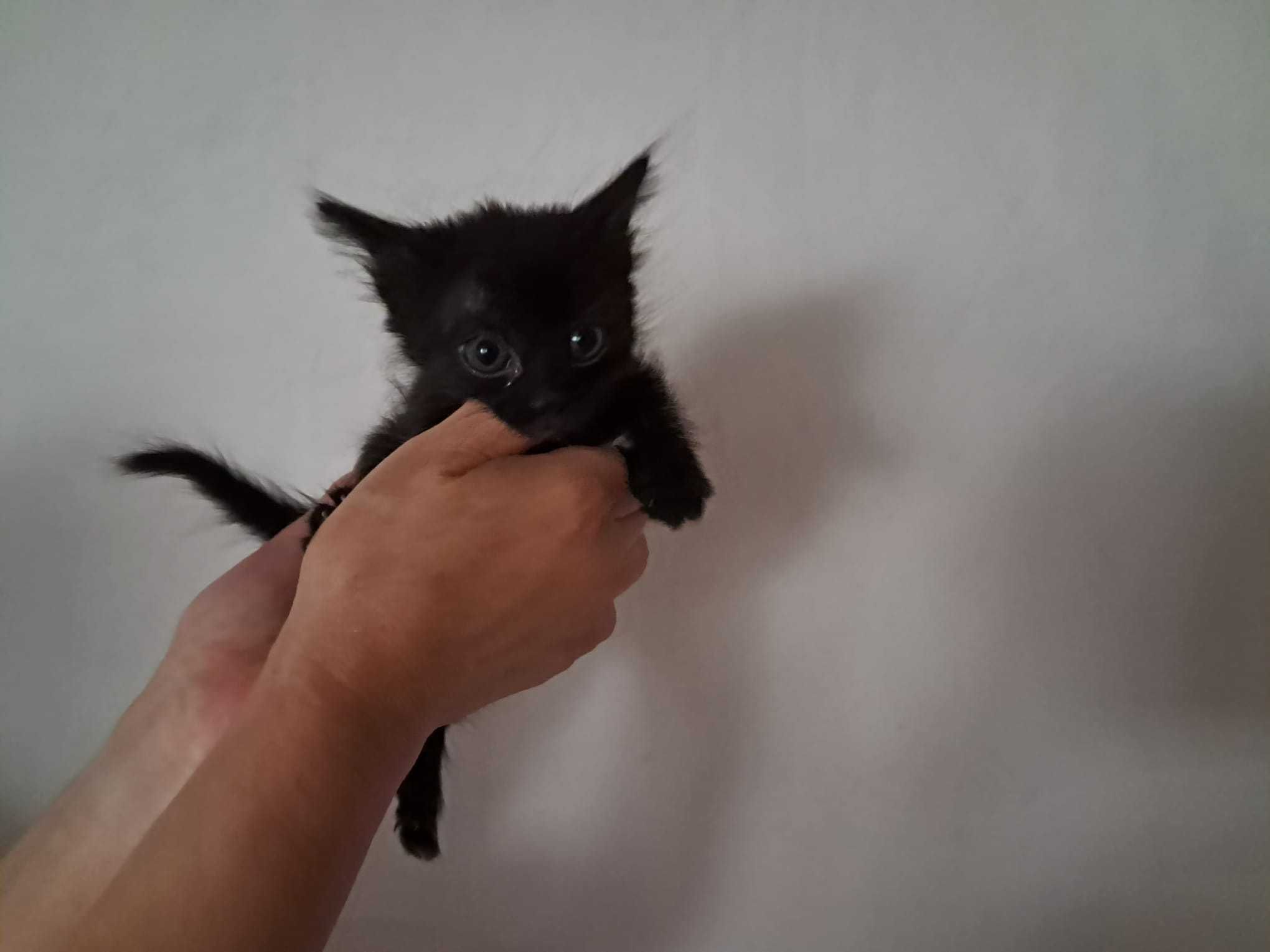 Gatinhos para adoção responsável