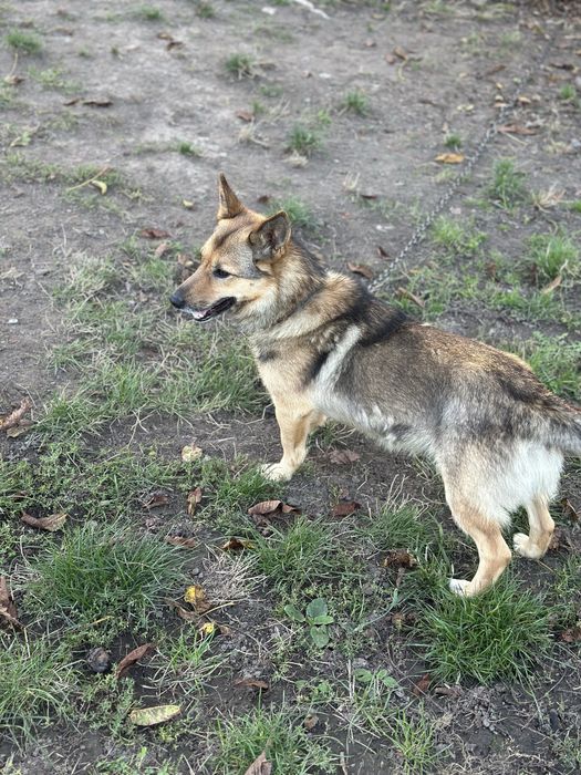 Віддам собаку в добрі руки