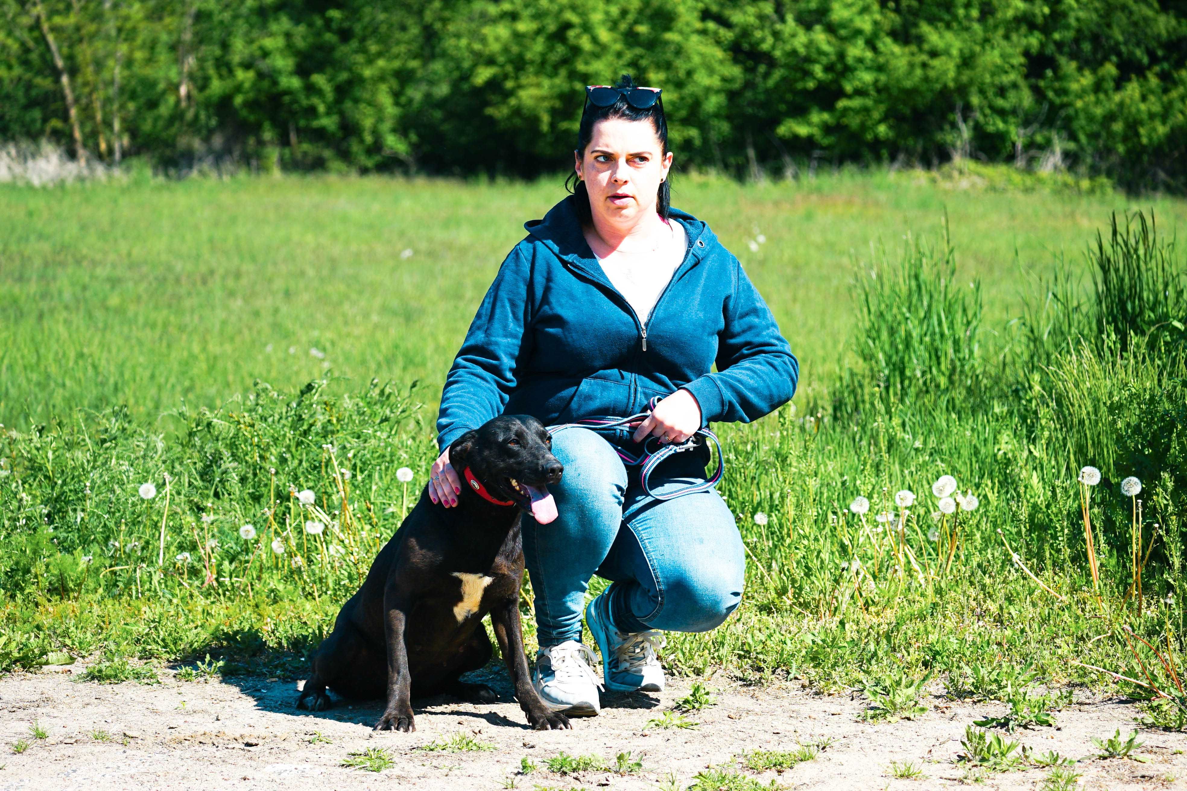 Nena - piękna sunia w typie labka