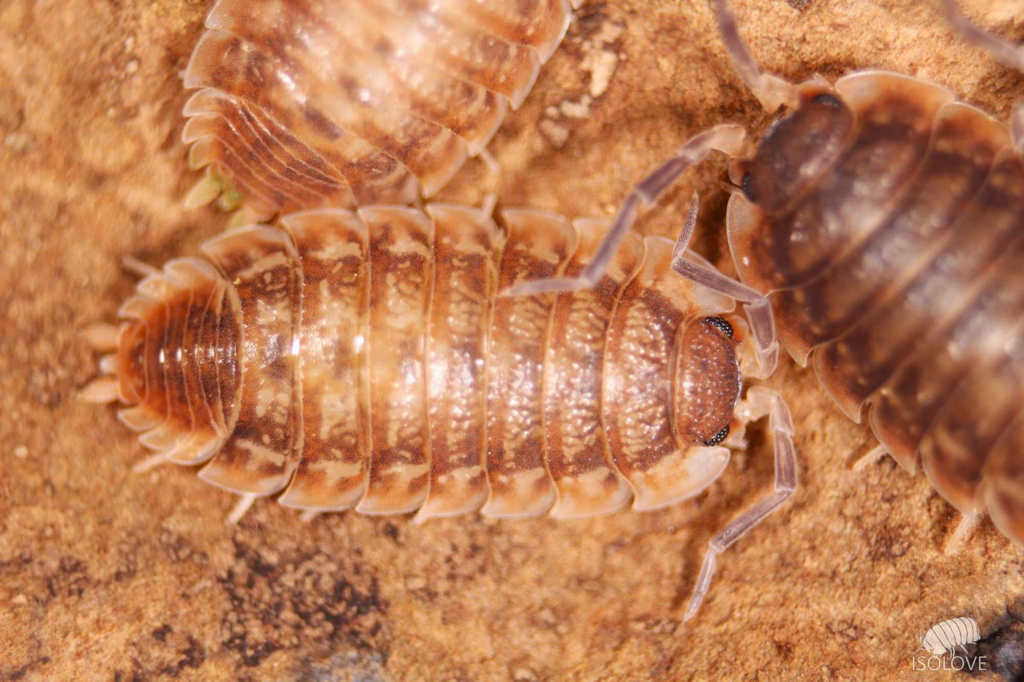 Porcellio obsoletus “chocolate”, równonogi, isopoda, nowość