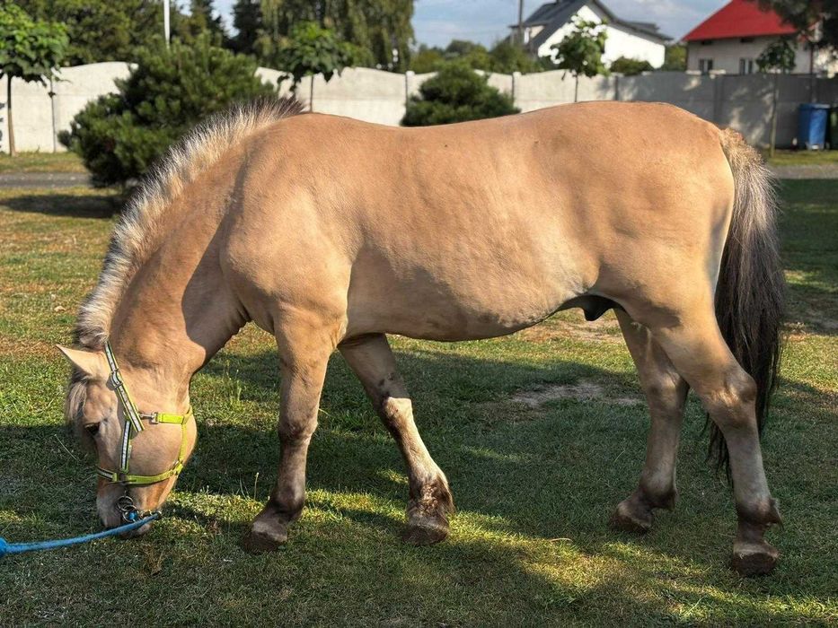 Sprzedam fiorda (ogier z licencją)