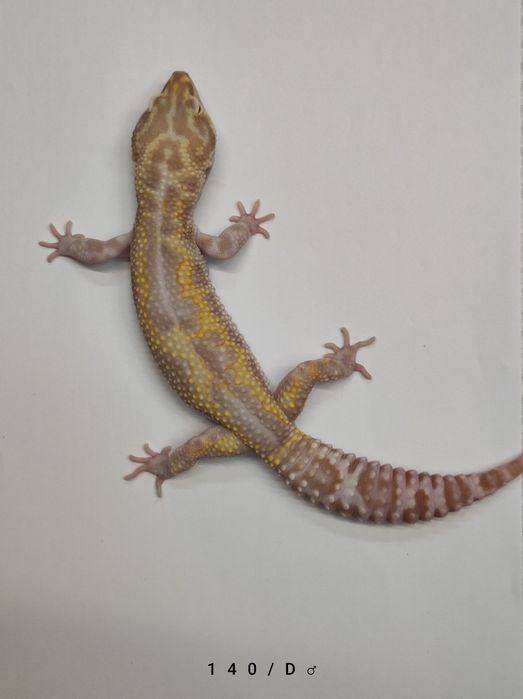 Gekony Lamparcie - Dorosłe Samce i Młode samiczki