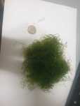 Alga chaetomorpha