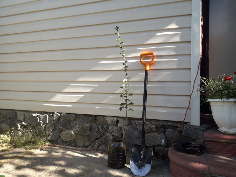 Глід Пол Скарлет