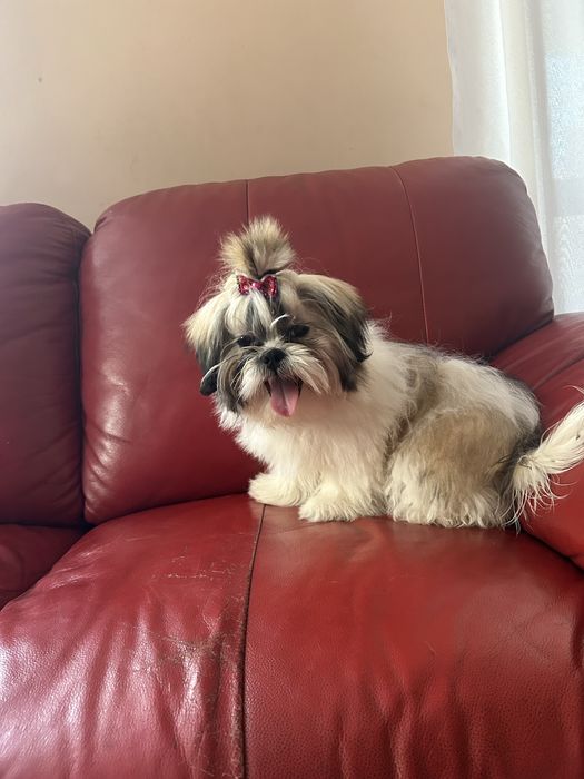 Suczka rasy shih tzu tricolor