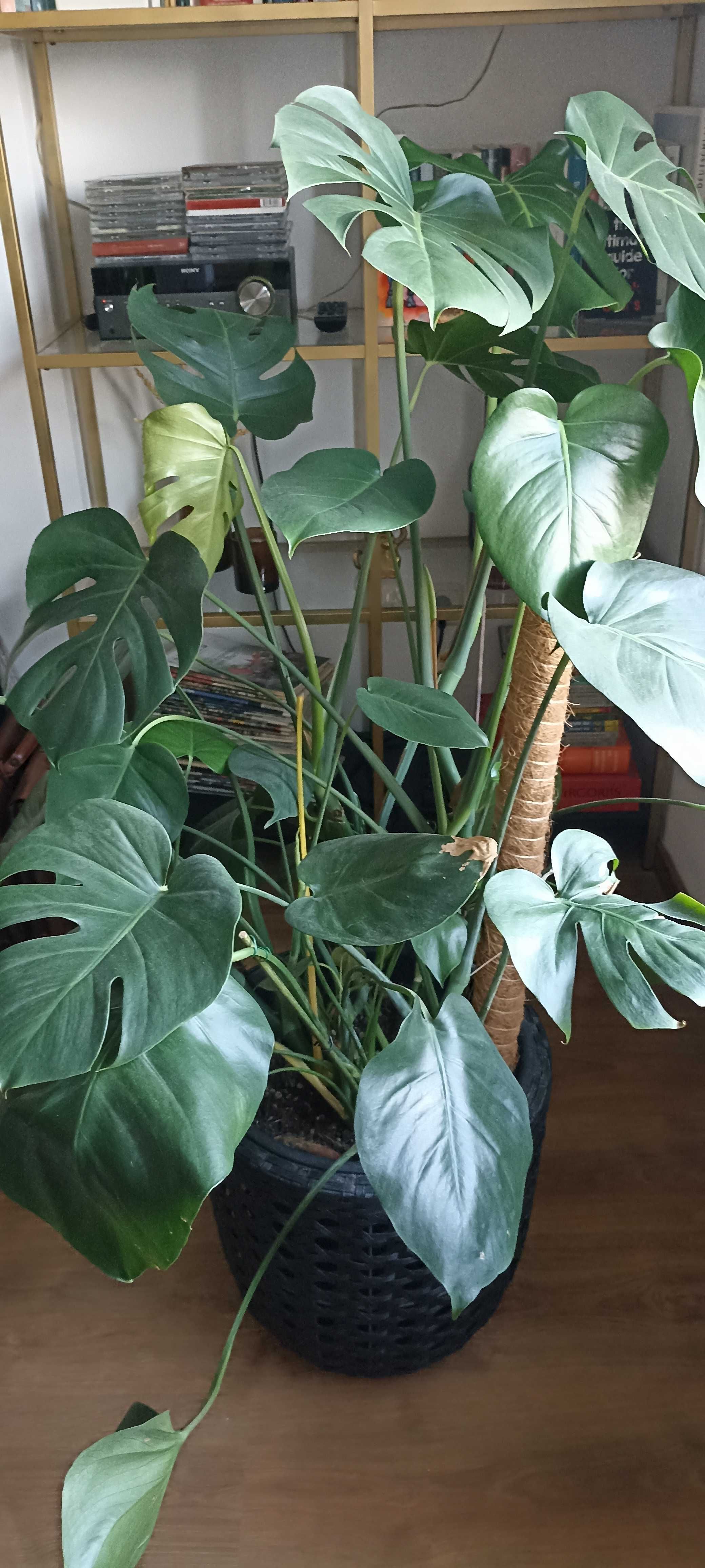 Monstera / Costela de Adão