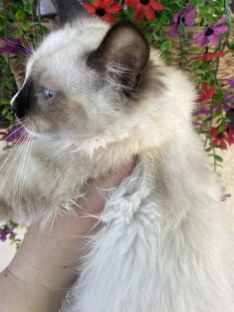 Ragdoll FPL kot  kocurek  14 tygodni seal mitted prawdziwy rodowód