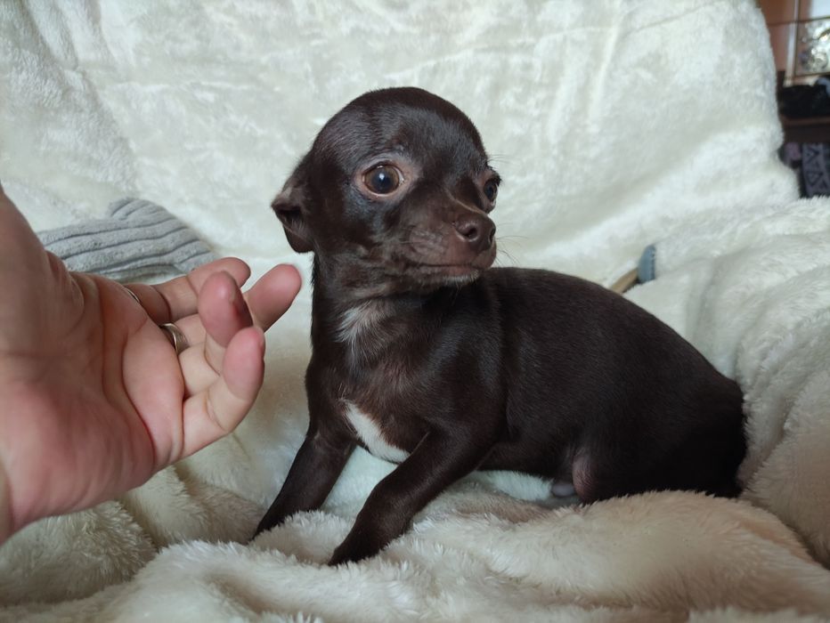 Cudowny odchowany piesek Chihuahua gorzka czekolada.Rodowód 4pokolenia