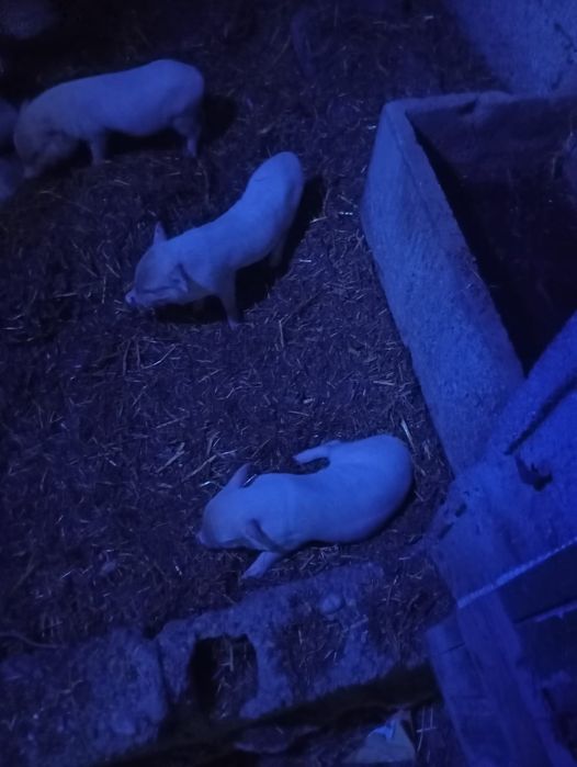 Porcos de raça pequena