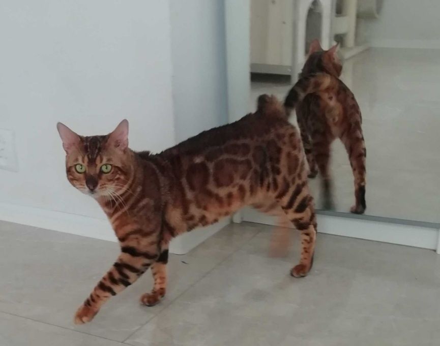 Kocur Bengalski Reproduktor