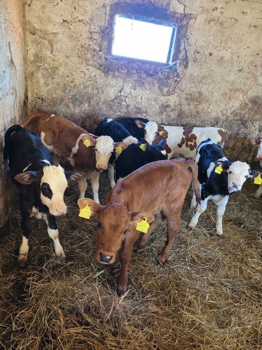 Byczki i Jałóweczki mięsne Polskie