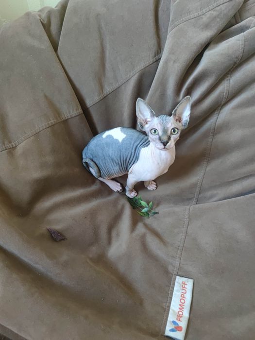 Гарнюня дівчинка сфінкс шукає родину