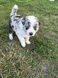 Border Collie Blue Merle suczka