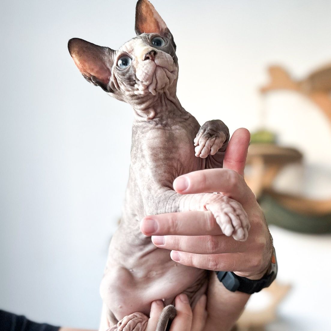 Gymni Gata*PL sfinks kanadyjski canadian sphynx kociak