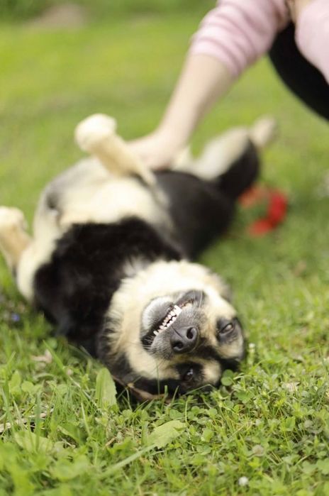 AKORD- wspaniały pies szuka domu