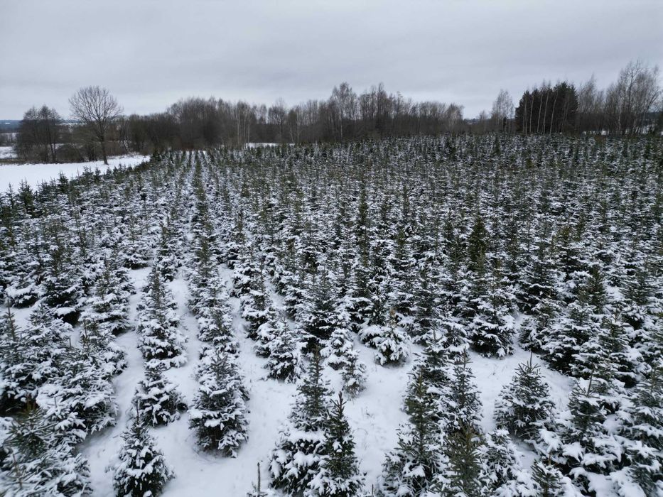 Choinki - Świerk Srebrny oraz Świerk Pospolity Formowany