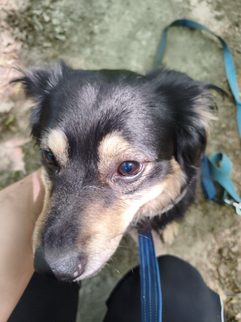 Cudowny Ravi - mały, domowy piesek do adopcji w schronisku