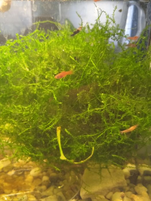 Mech do akwarium duży piękny tanio cały słoik