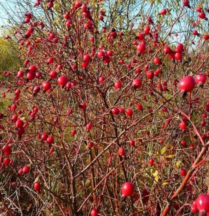 Садові     квіти
