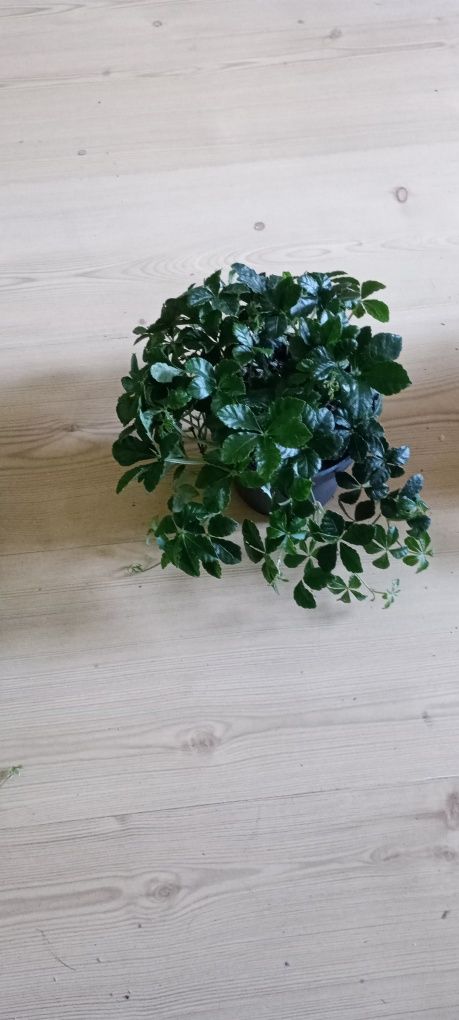 Cisus Peperomia trzykrotka
