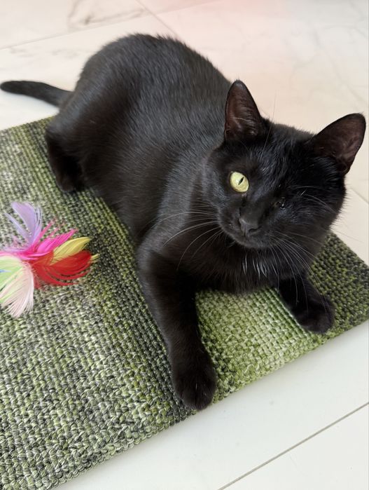 Особлива кішечка шукає сімʼю