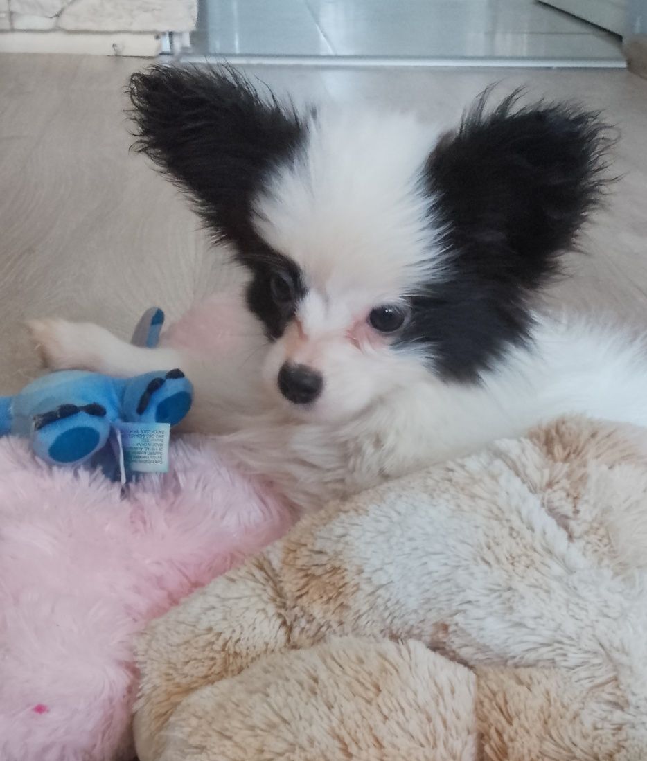 Papillon piesek gotowy do odbioru