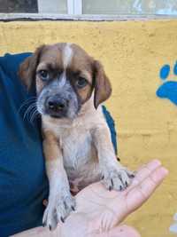 Cachorrinhos para adoção responsável