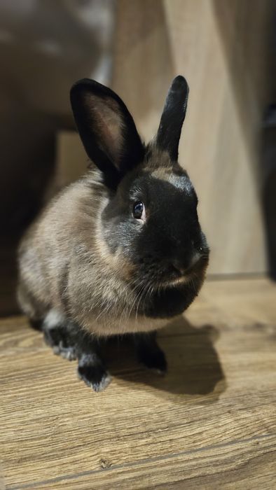 Królik króliczek + akcesoria + jedzonko