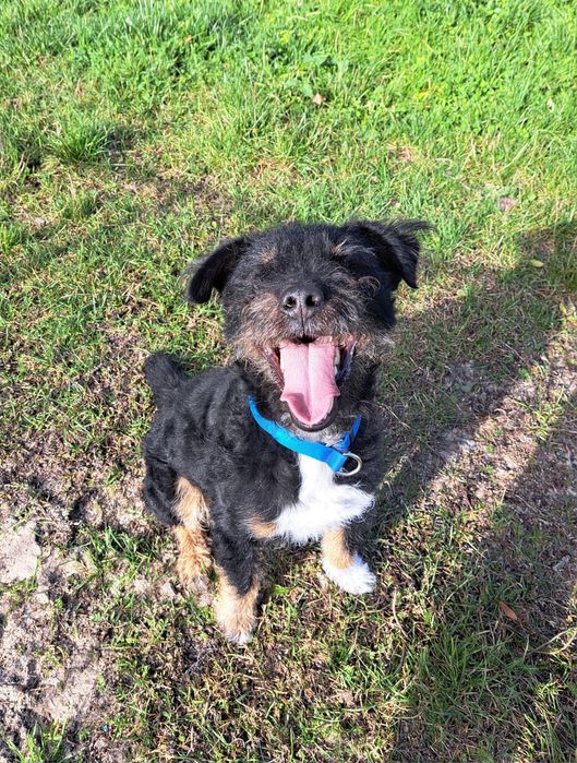 Mix niemiecki terier myśliwski do adopcji