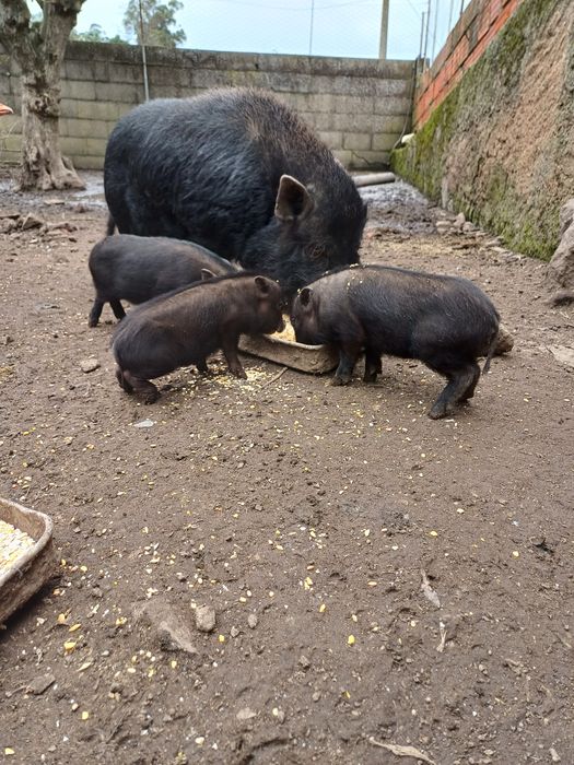 Porquinhos vietnamitas