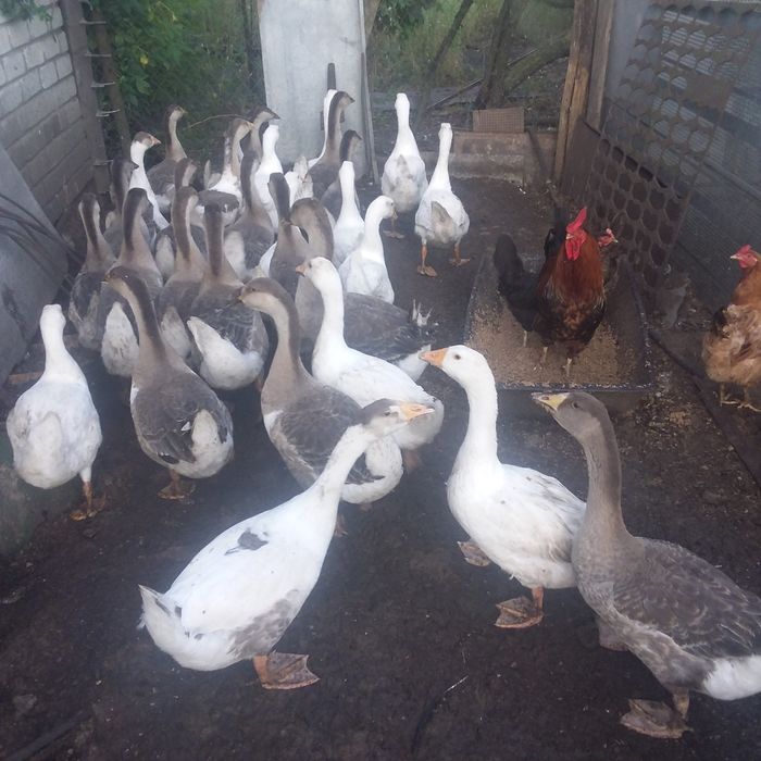 Продам домашних подрощенных гусят