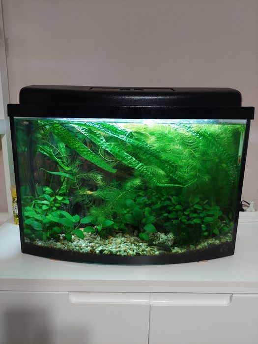 Sprzedam rośliny oraz Rybki Gupiki z własnej hodowli Anubias, Paprotka