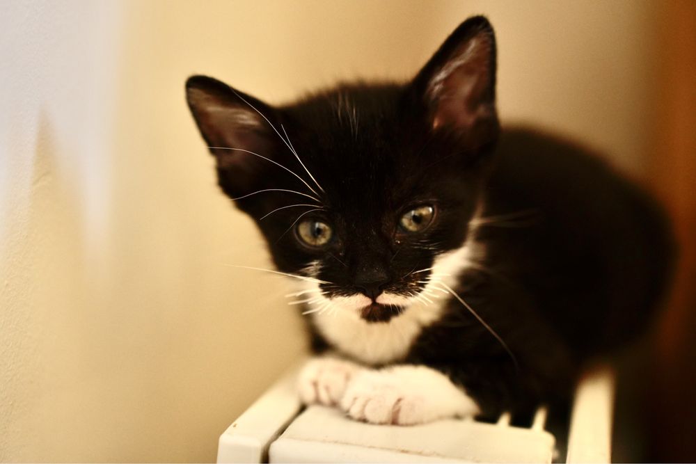 2 miesięczne koty do adopcji