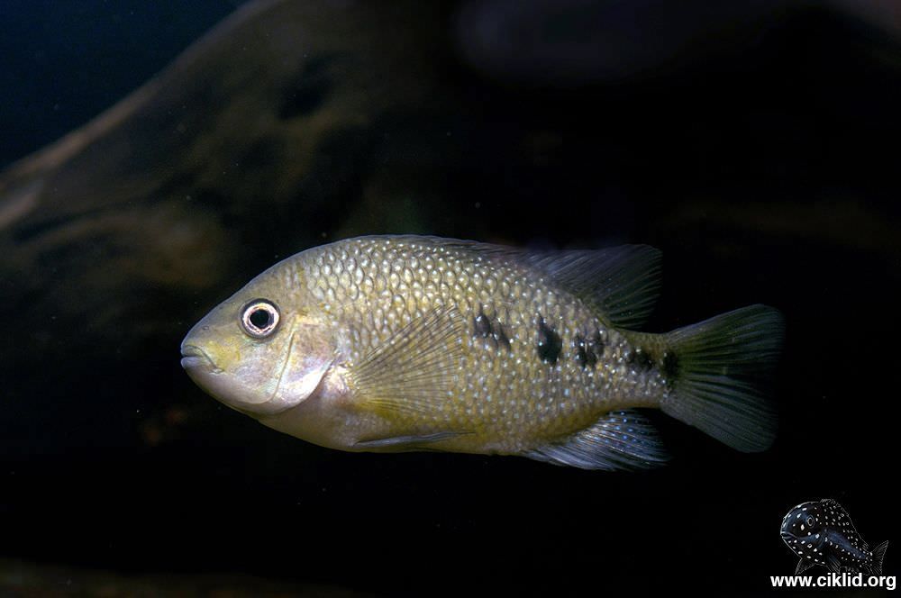 Herichthys tamasopensis pielęgnica unikat vieja
