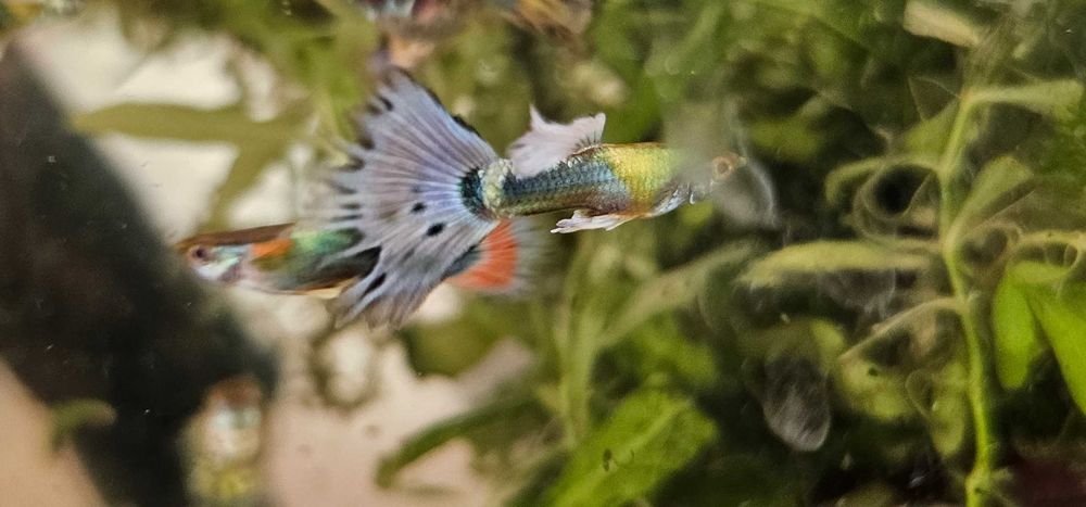 Sprzedam rybki Gupiki