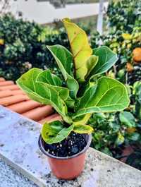 Ficus Lyrata | PRENDA DE NATAL