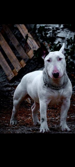 Bull Terrier miniatura, acasalamento