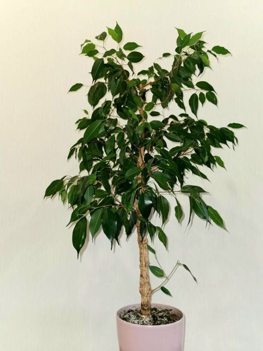 Два фікуси  Кінкі варіегатний і Данієль зел. дорослі,самовивіз Київ