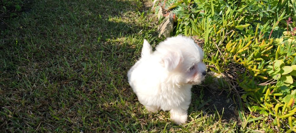Bichon maltês criado em ambiente familiar disponível para entrega imed