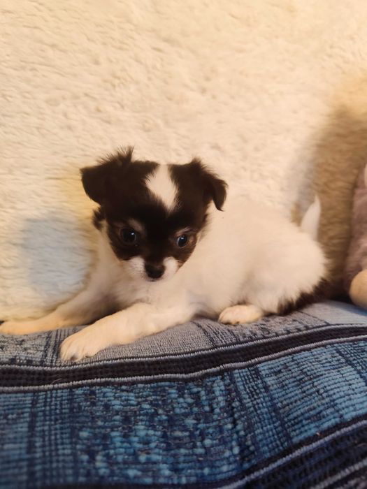 Piękna biała chihuahua