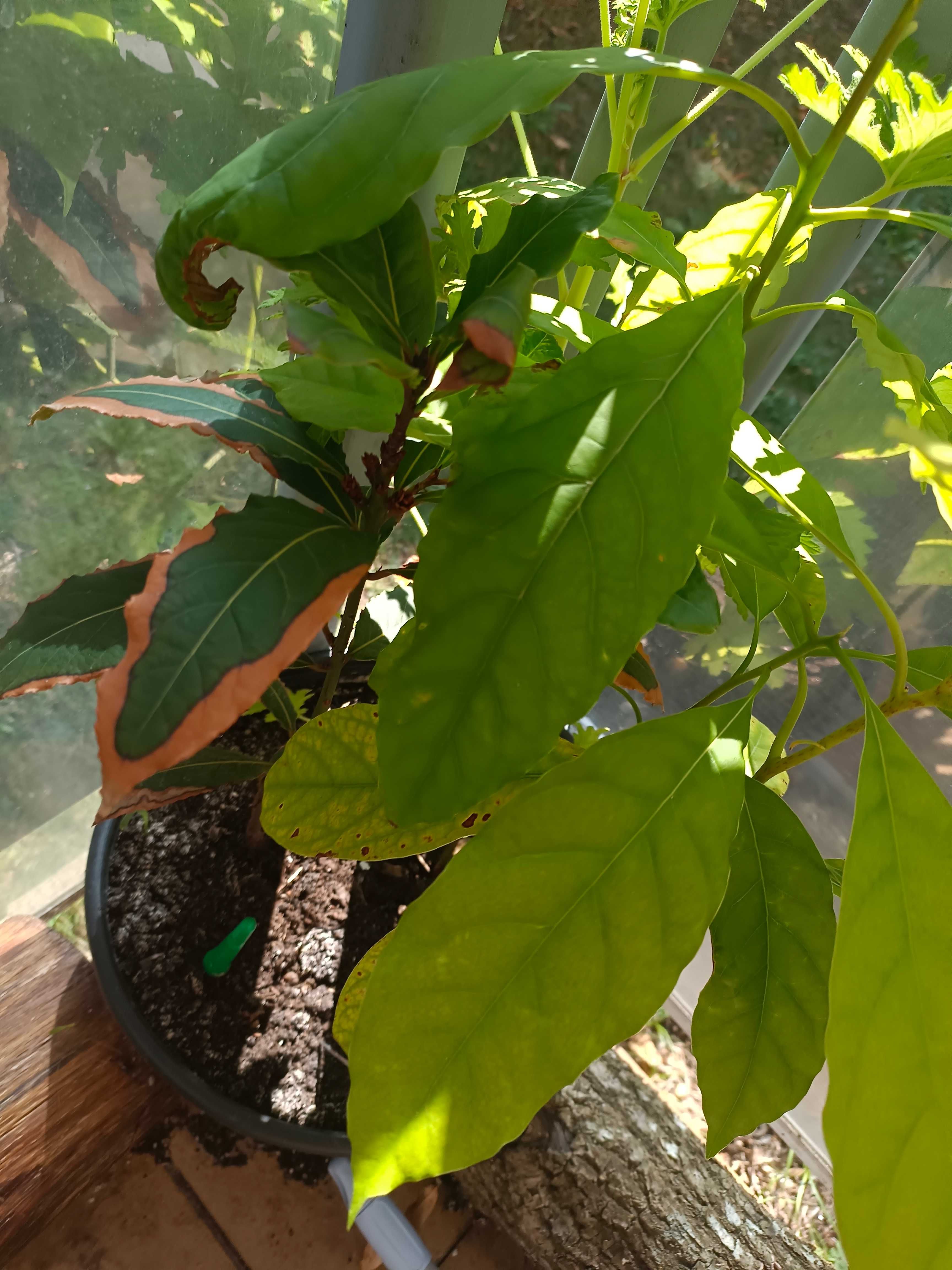 Awokado liść laurowy geranium