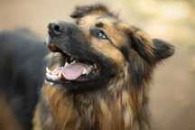 Zodiak- pies w typie owczarka niemieckiego do adopcji