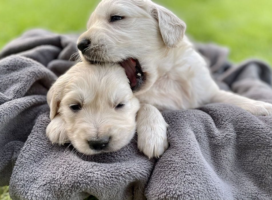 Golden Retriever szczeniak suczka