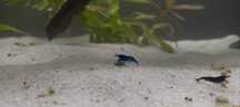 Krewetki blue velvet