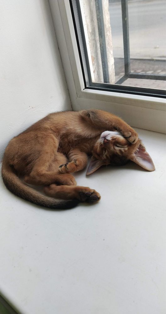 Абиссинские Котята