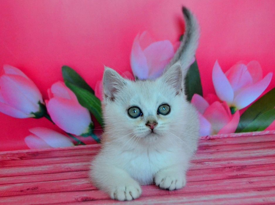 малюки британські сріблясті шиншили