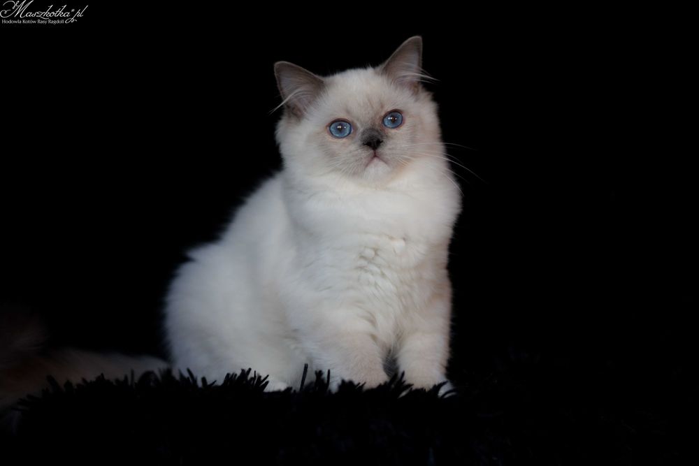 Ragdoll, przepiękna koteczka blue mitted z prawdziwym rodowodem FPL
