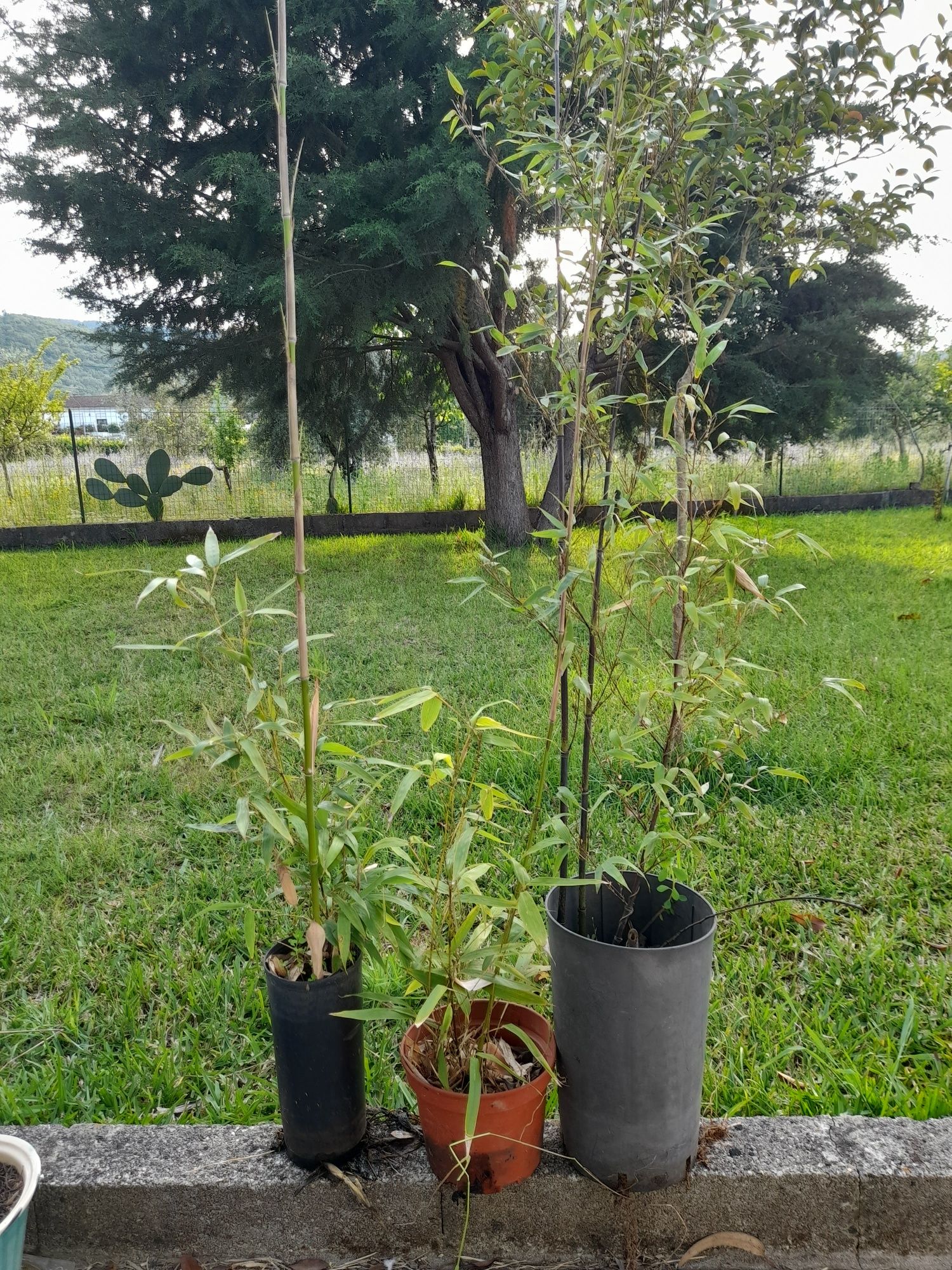 Canas de bambu negras  20 euros.